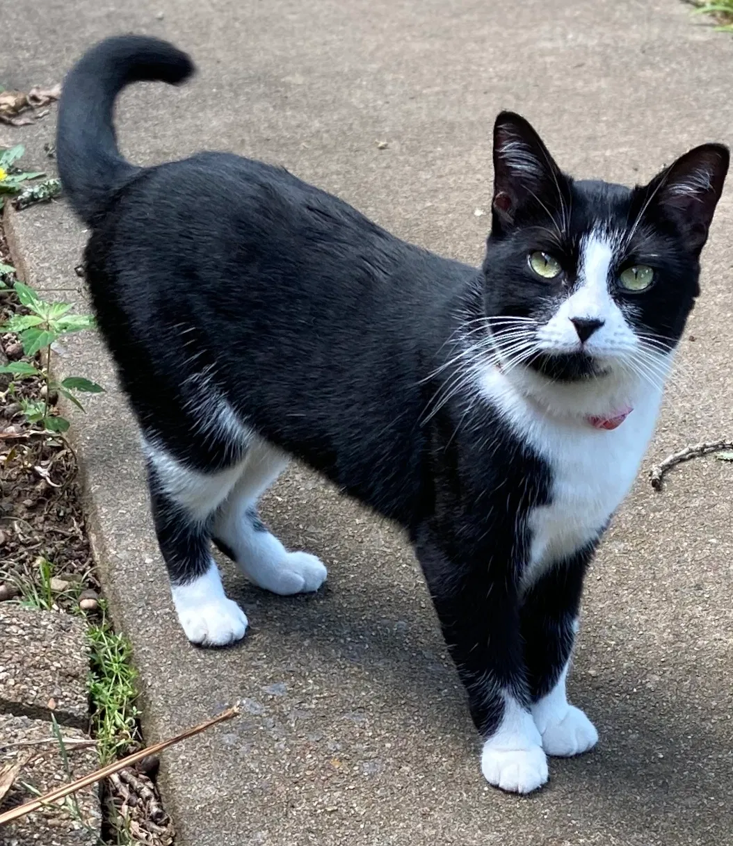 Lost cat in Fort Smith, AR, 72908