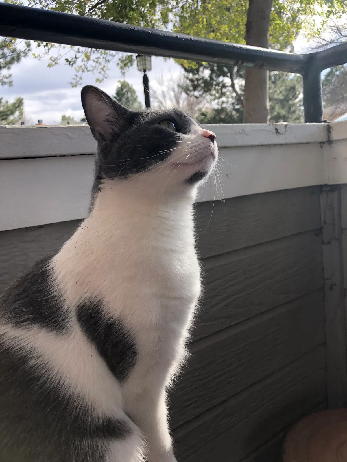 Lost cat in Denver, CO, 80234