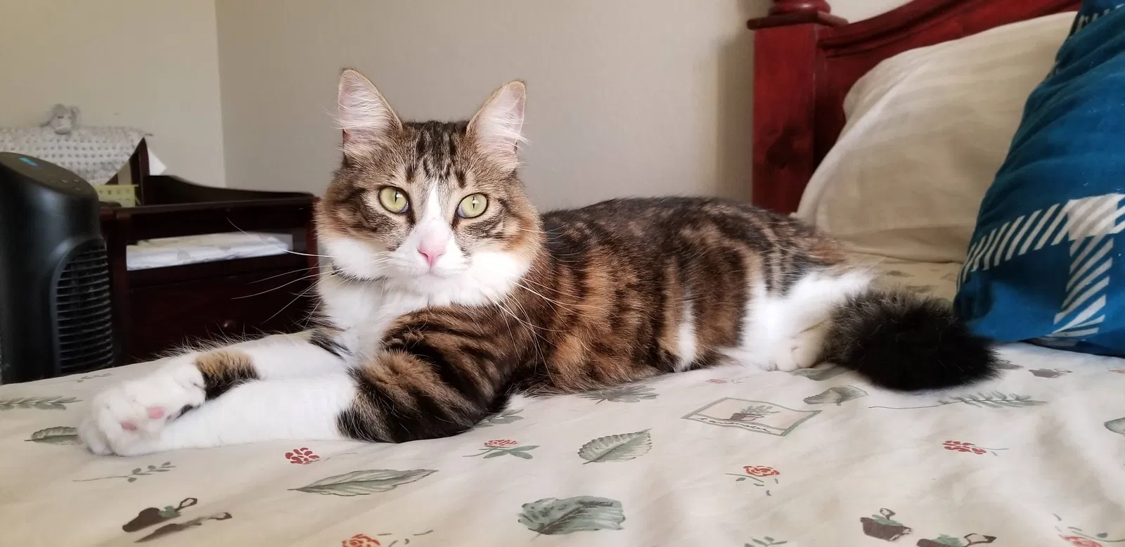 Lost cat in Long Beach, CA, 90804