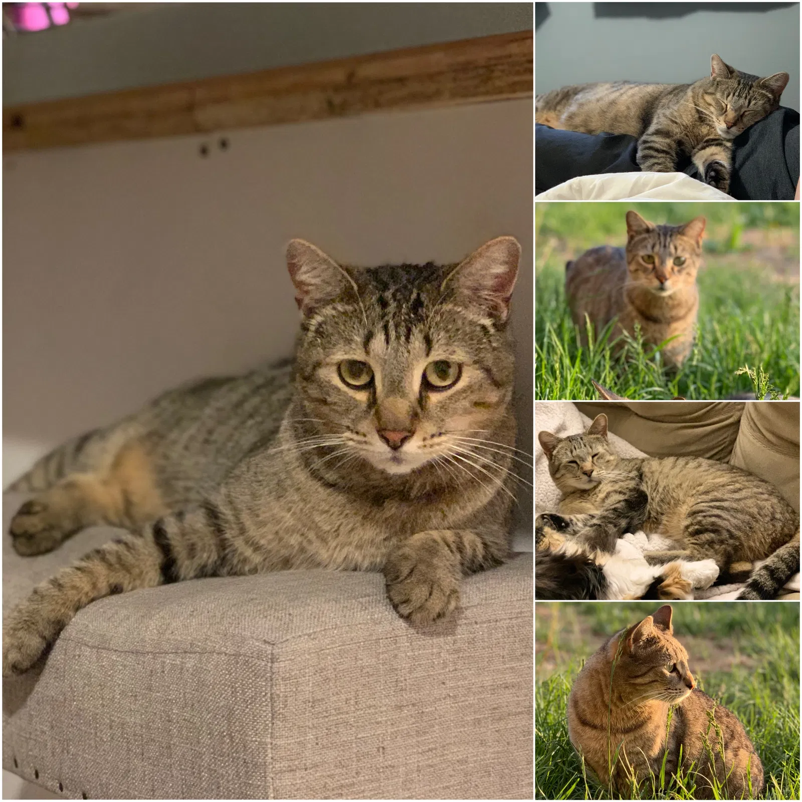 Lost cat in Aurora, CO, 80011