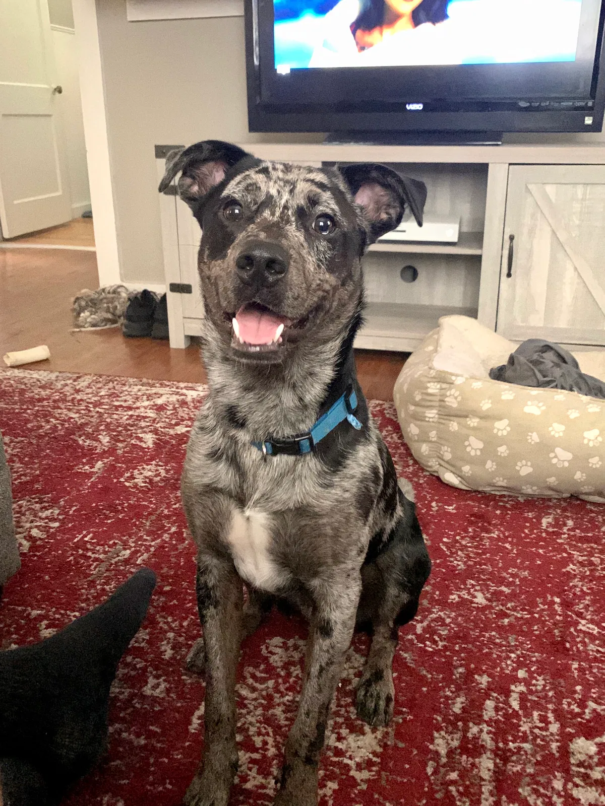 Lost dog in Texarkana, TX, 75503