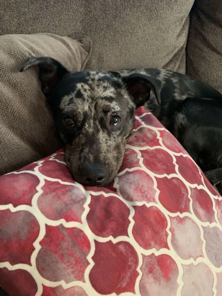 Lost dog in Texarkana, TX, 75503