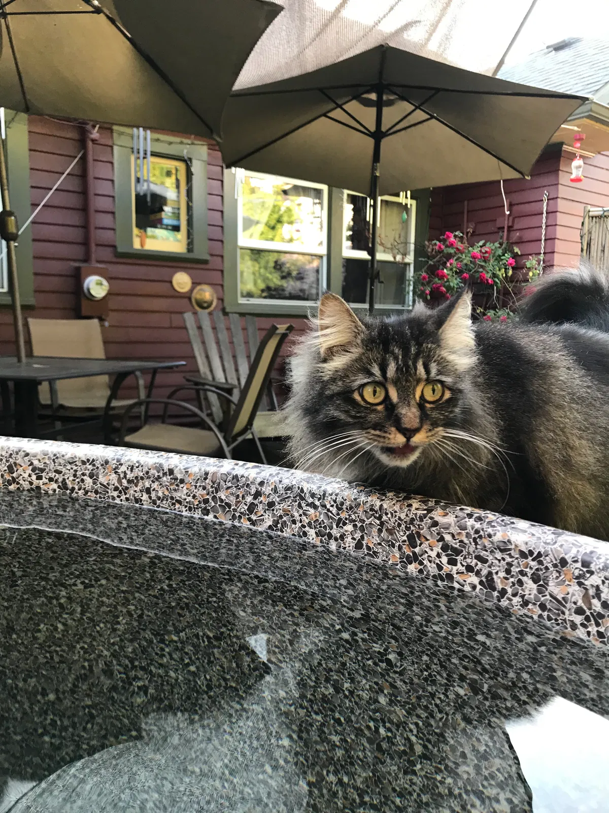 Lost cat in Portland, OR, 97212