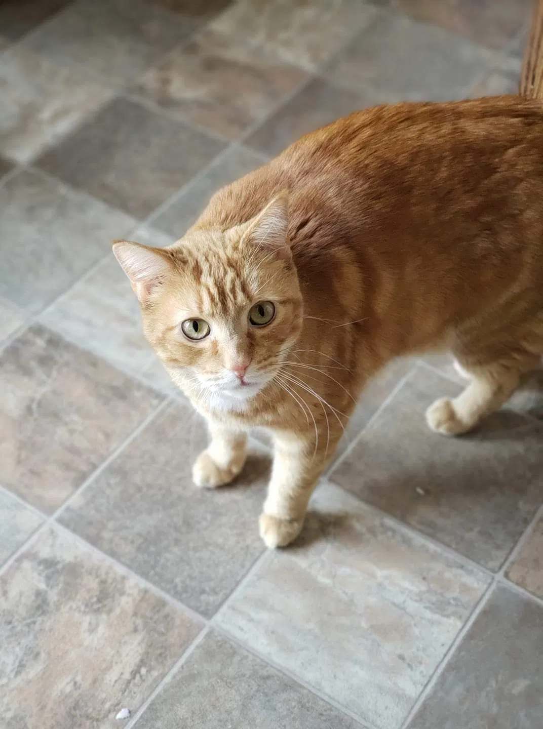 Lost cat in Eau Claire, WI, 54703