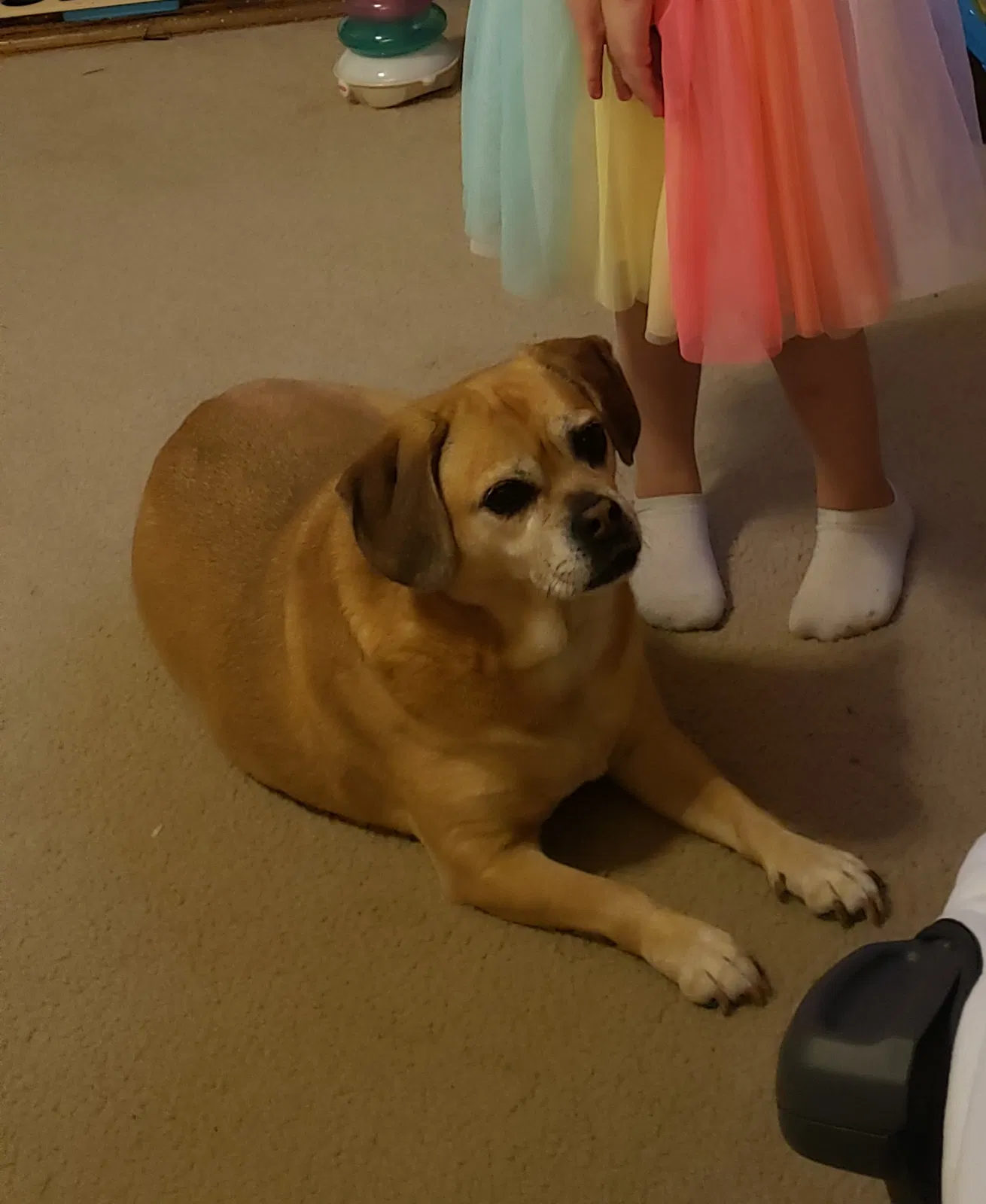 Lost dog in Pottsboro, TX, 75076
