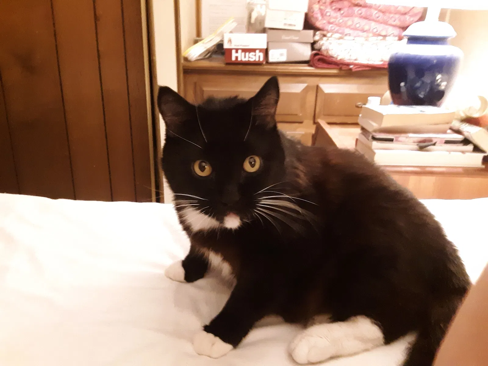Lost cat in Camarillo, CA, 93012