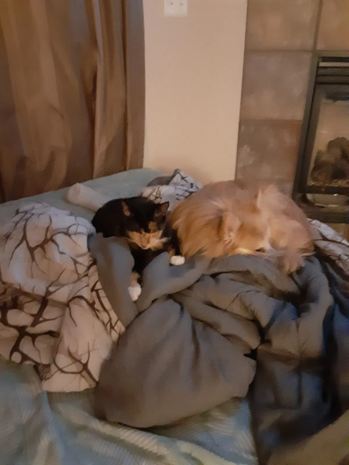 Lost dog in Cheyenne, WY, 82007