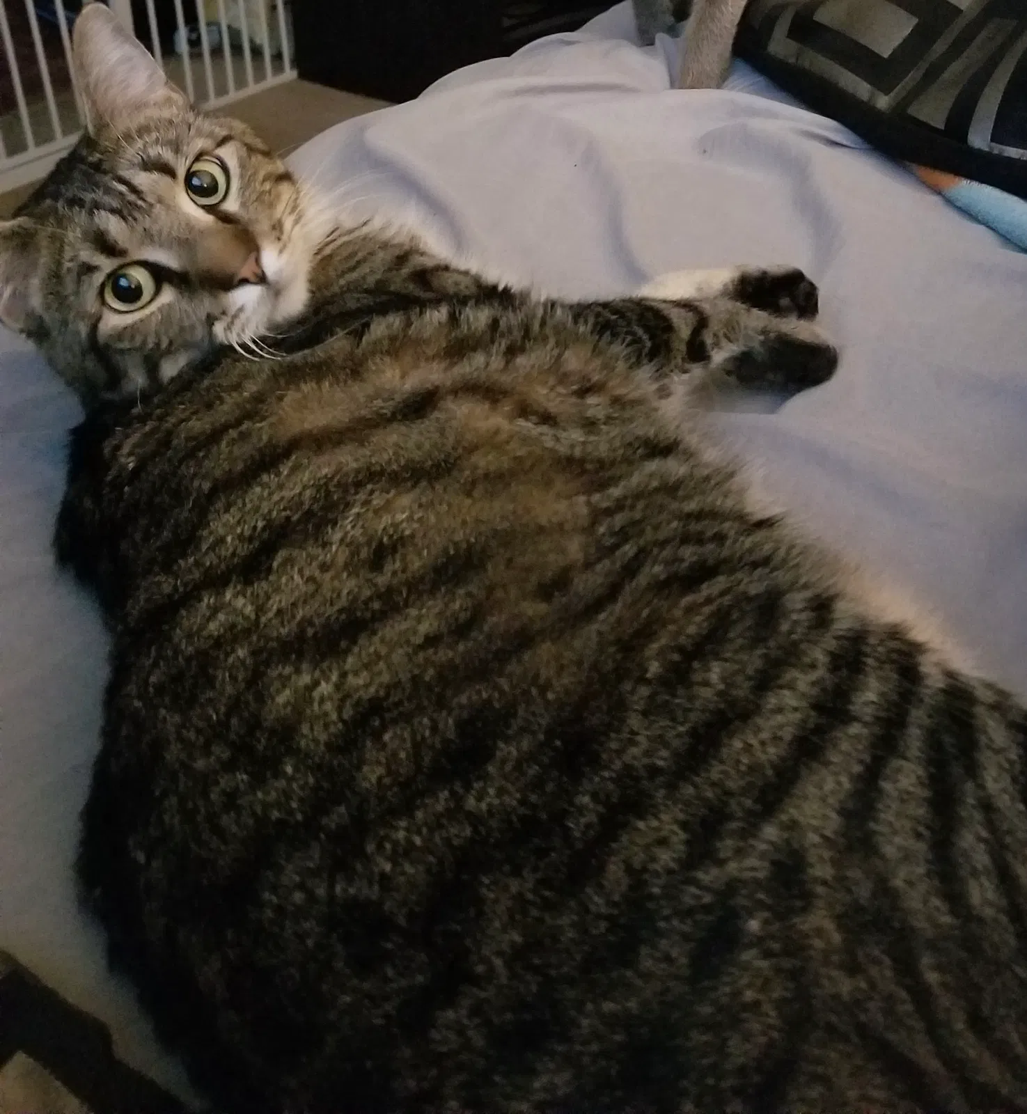 Lost cat in Manhattan, KS, 66503