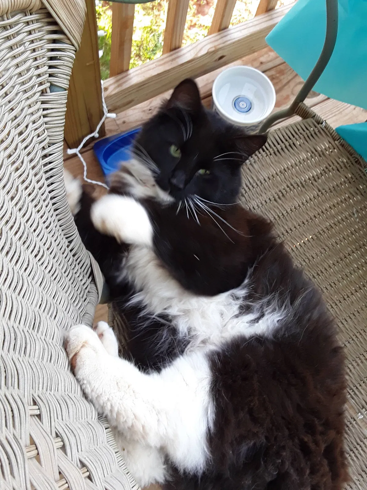 Lost cat in Easley, SC, 29640