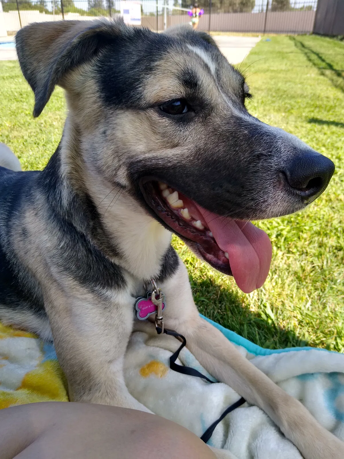 Lost dog in Fresno, CA, 93705