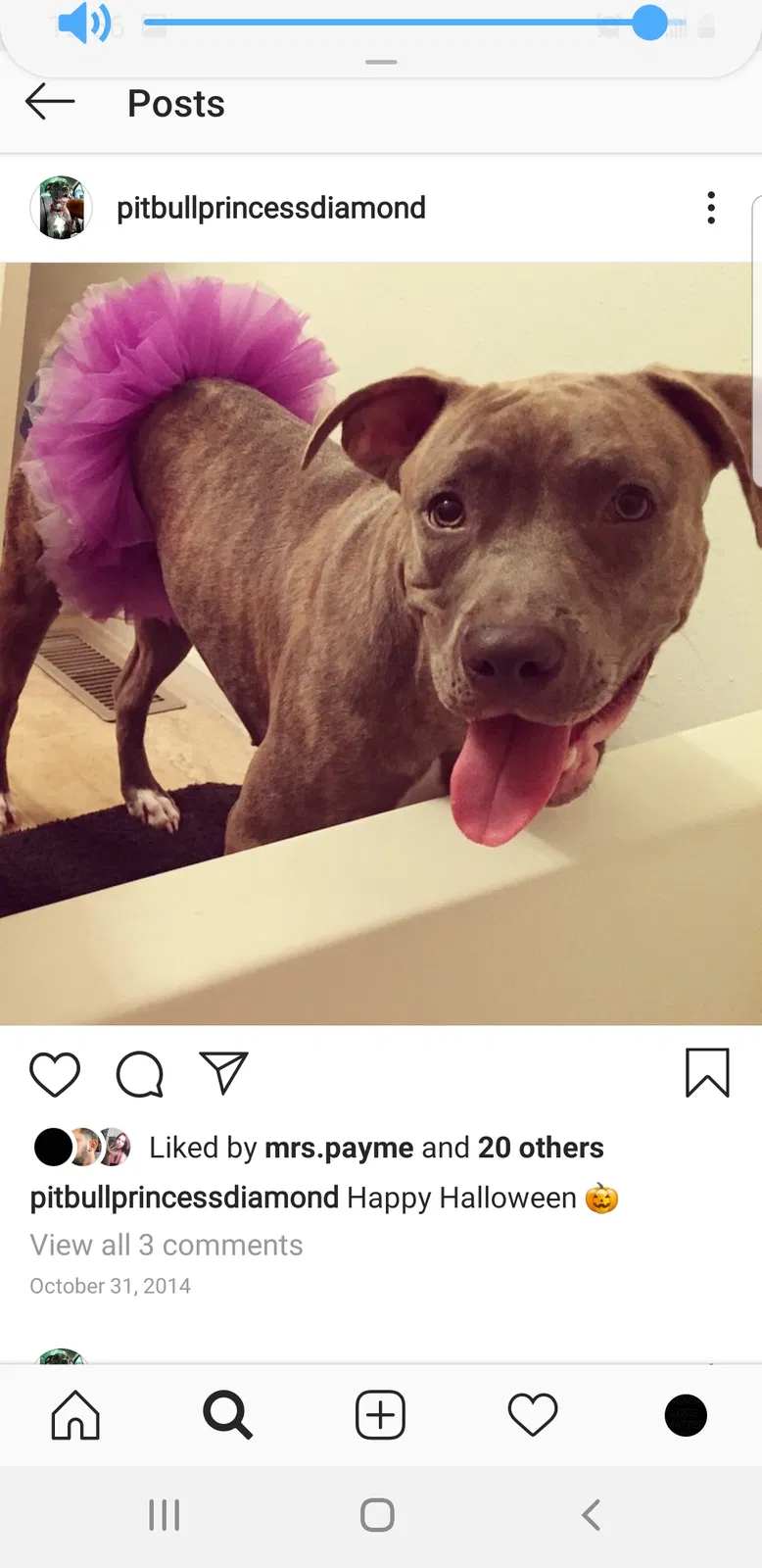 Lost dog in Jacksonville, FL, 32225