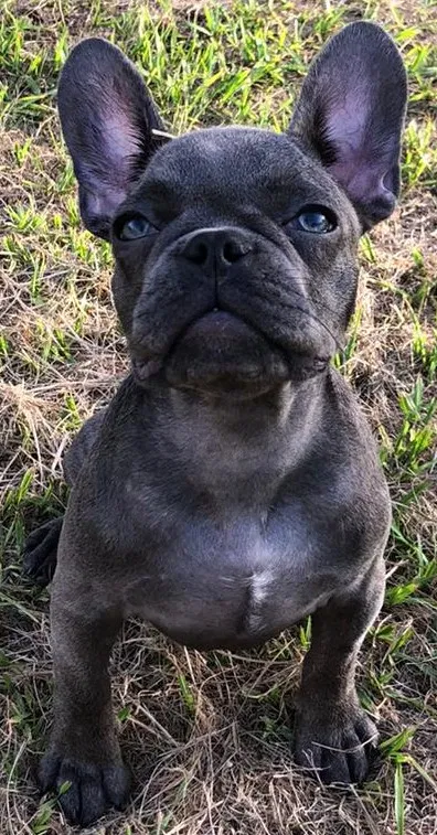 Lost dog in Deltona, FL, 32738