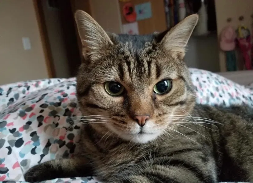 Lost cat in Orient, OH, 43146