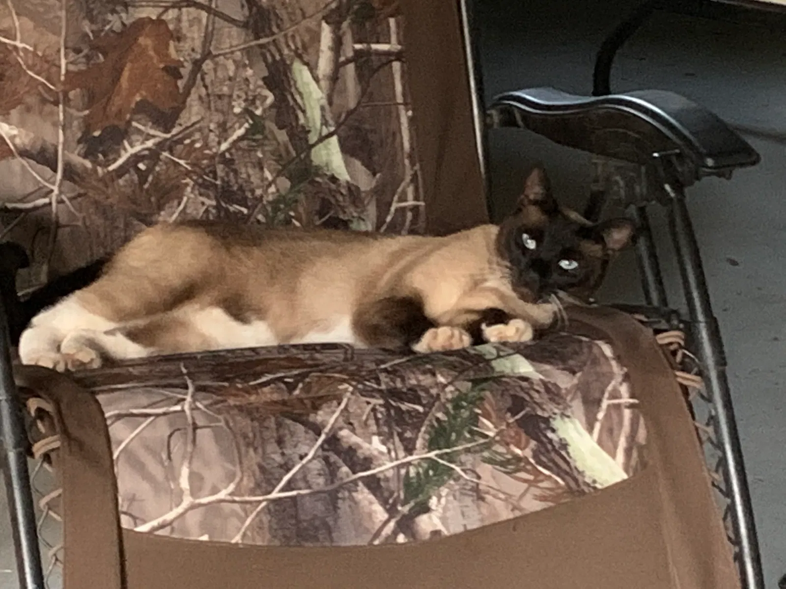 Lost cat in Salem, OR, 97302