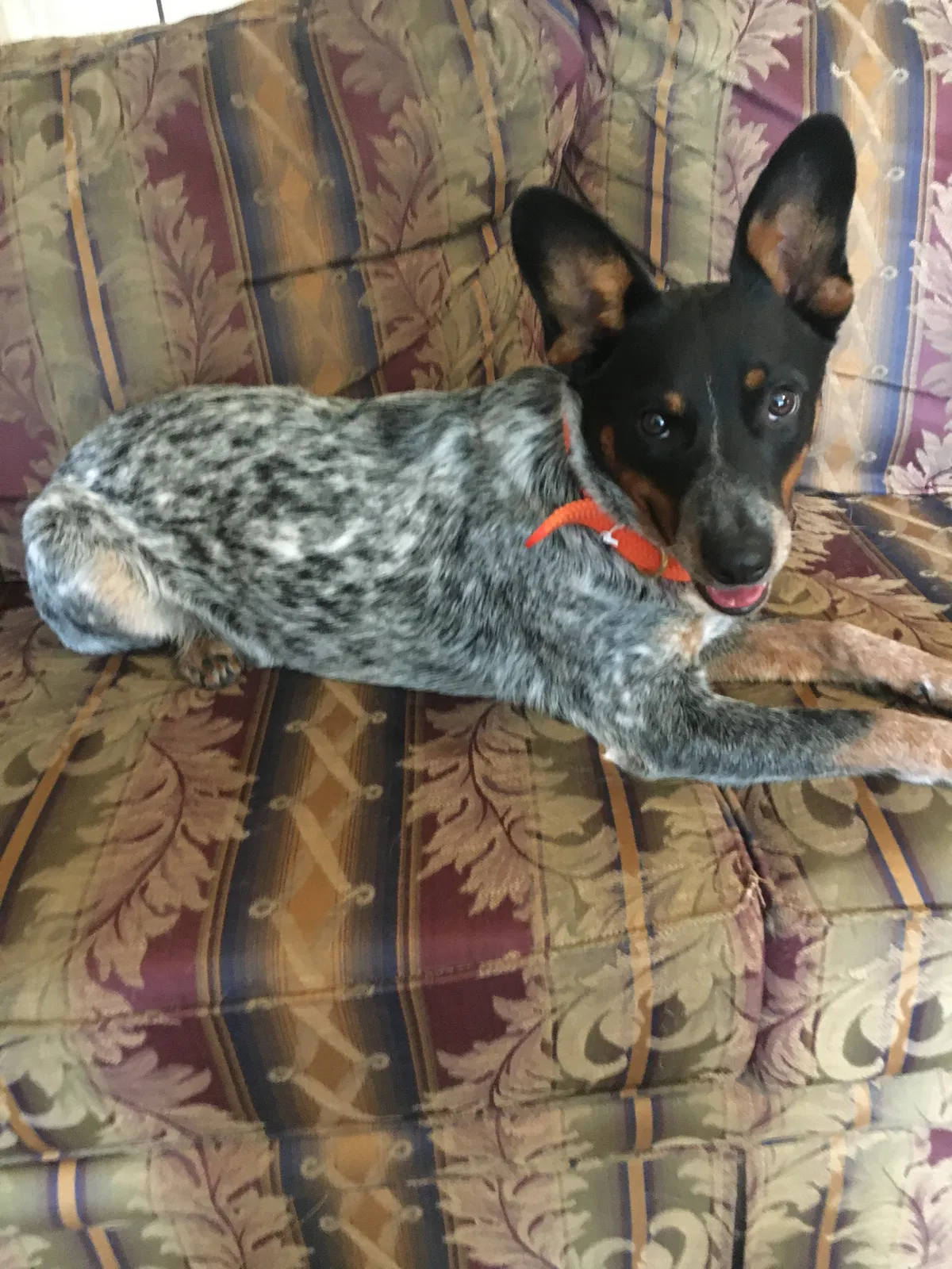 Lost dog in Nowata, OK, 74048