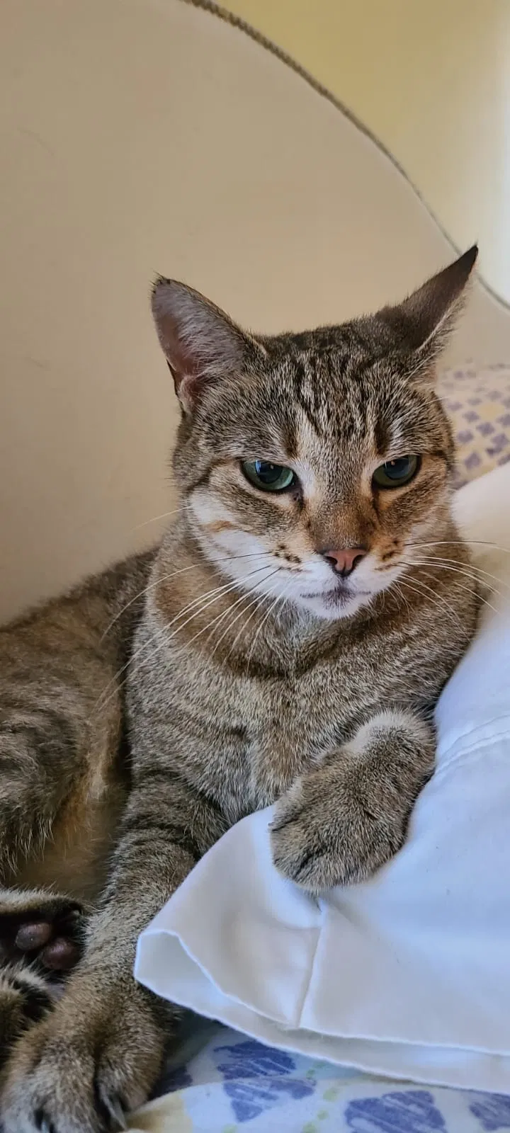 Lost cat in Davenport, FL, 33837