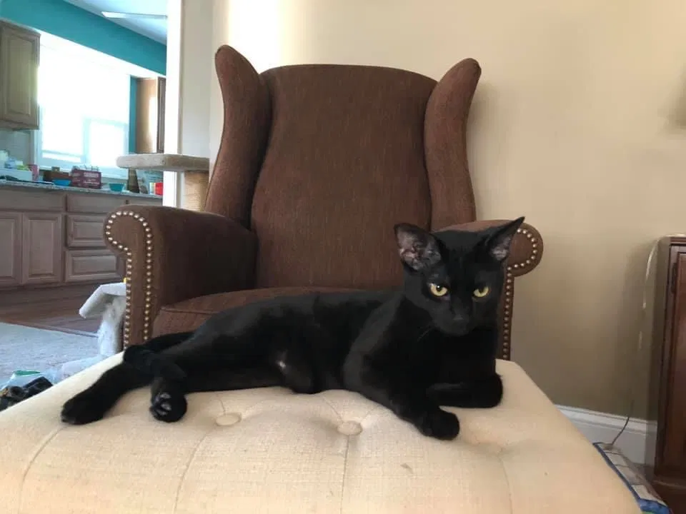 Lost cat in Villa Park, IL, 60181