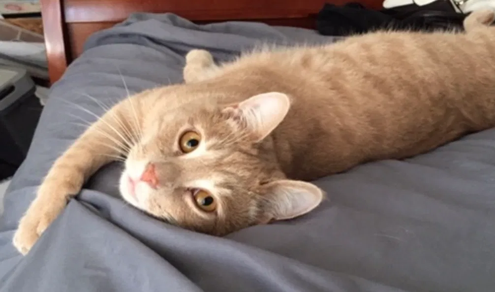 Lost cat in Delaware, OH, 43015