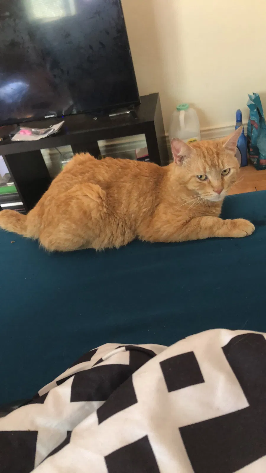 Lost cat in Appleton, WI, 54911
