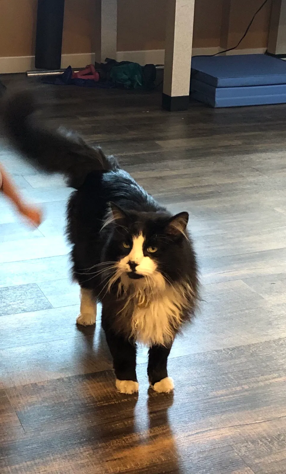 Lost cat in Sandy, UT, 84070
