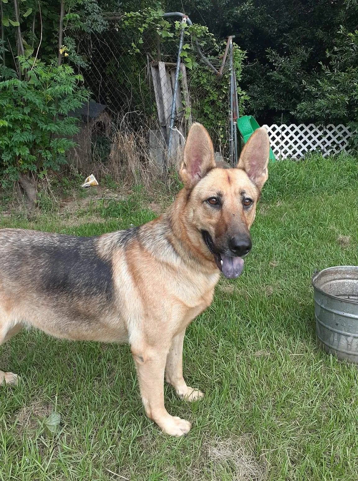 Lost dog in North Augusta, SC, 29841