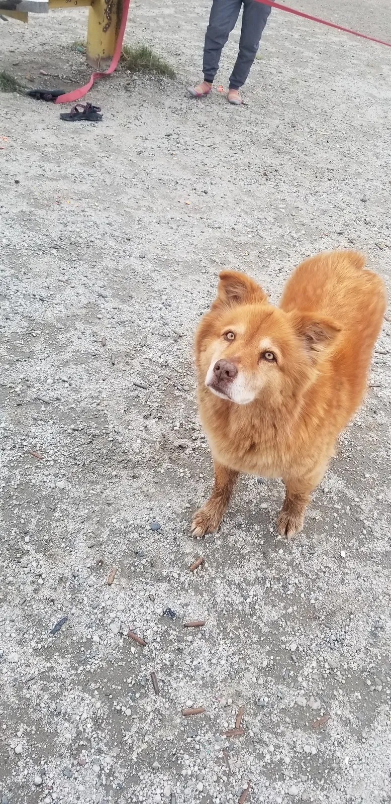 Lost dog in Bonner, MT, 59823