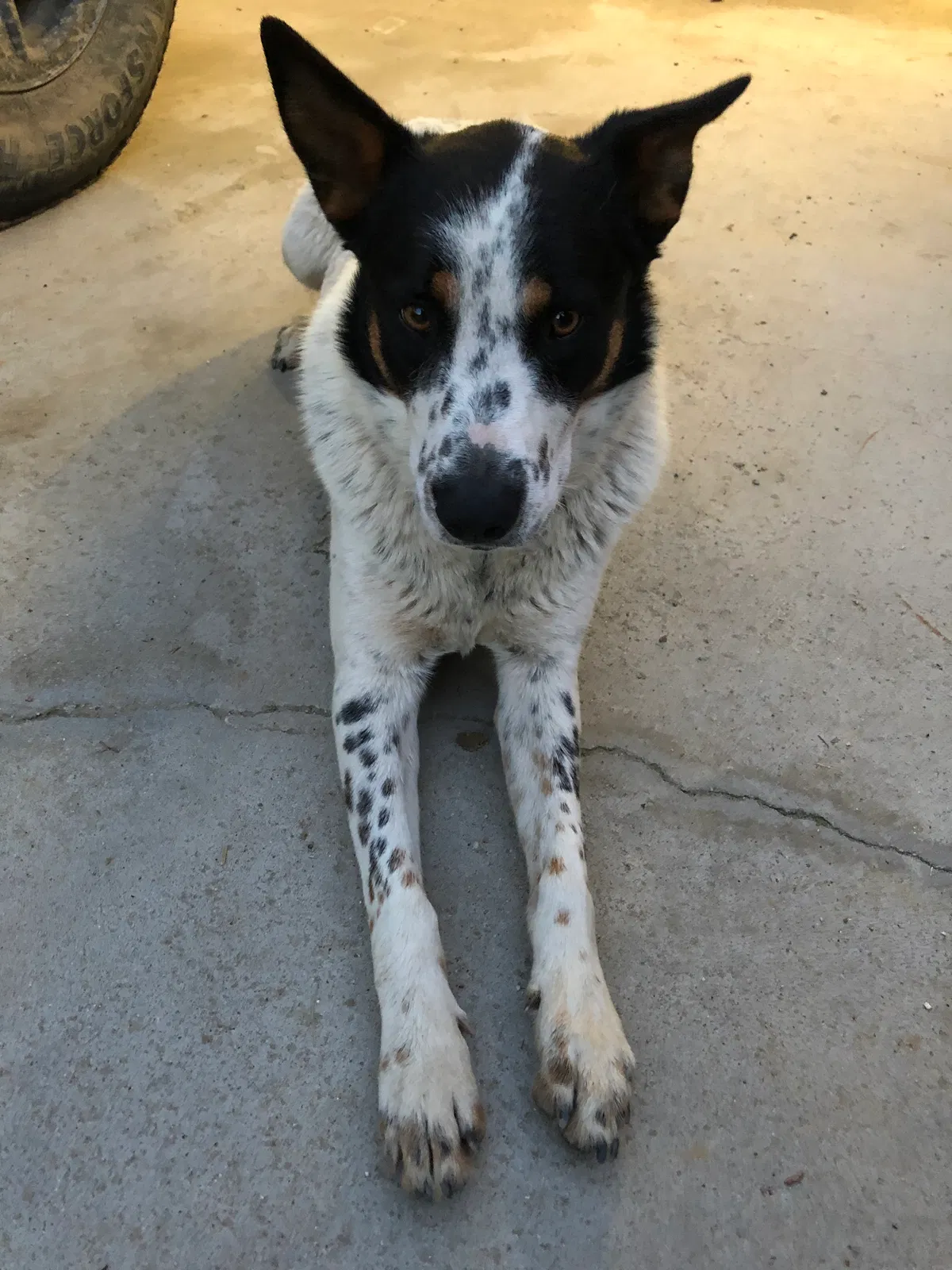 Lost dog in Bakersfield, CA, 93307
