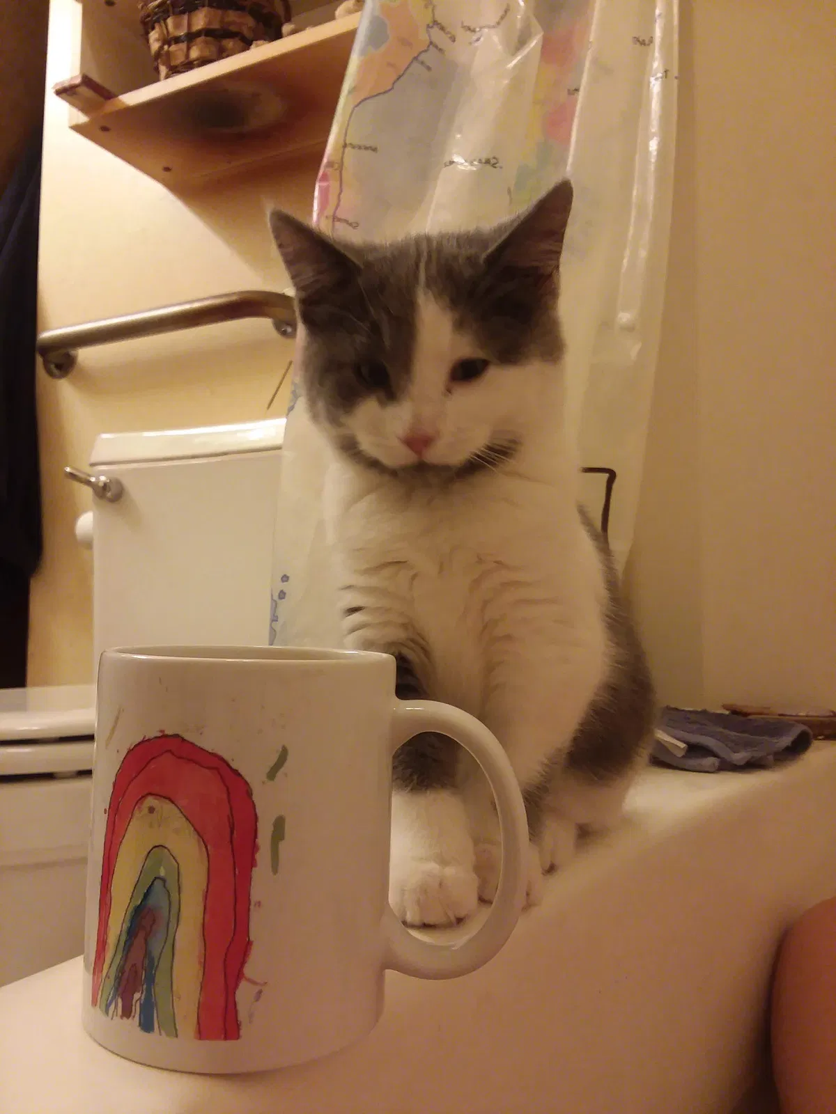 Missing Cat