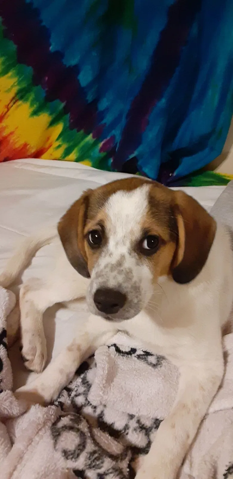 Lost dog in Kingsport, TN, 37660