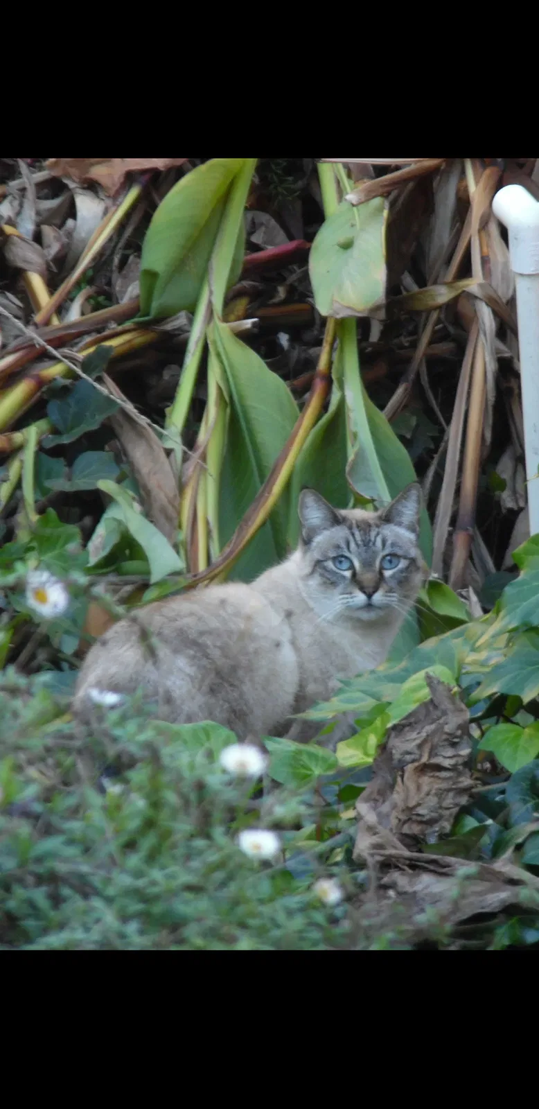 Lost cat in San Diego, CA, 92129