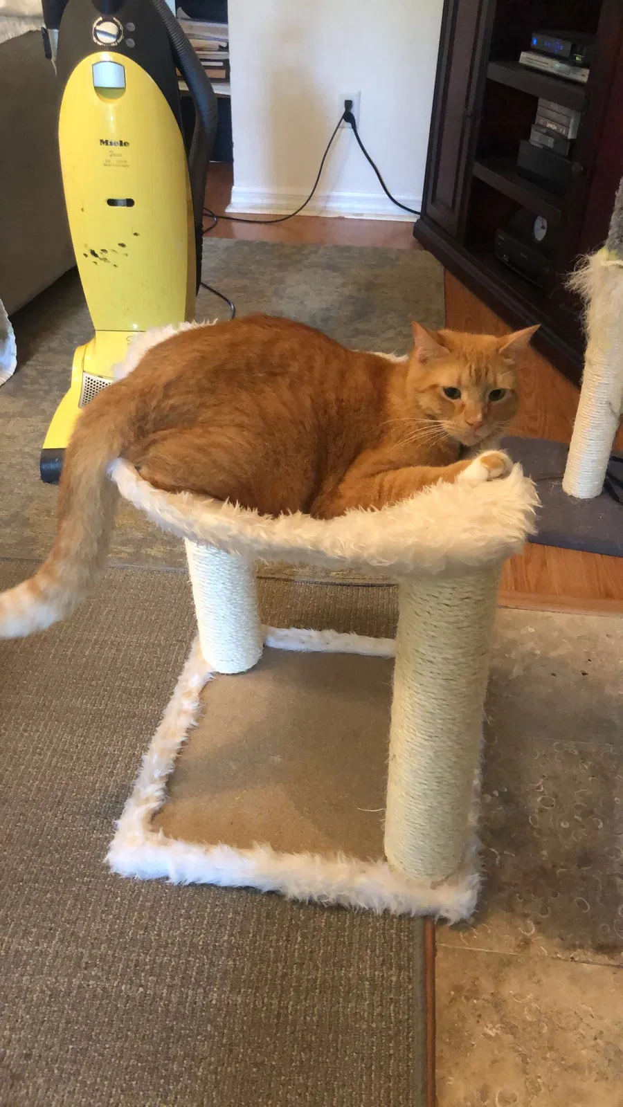 Lost cat in Saint Johns, FL, 32259