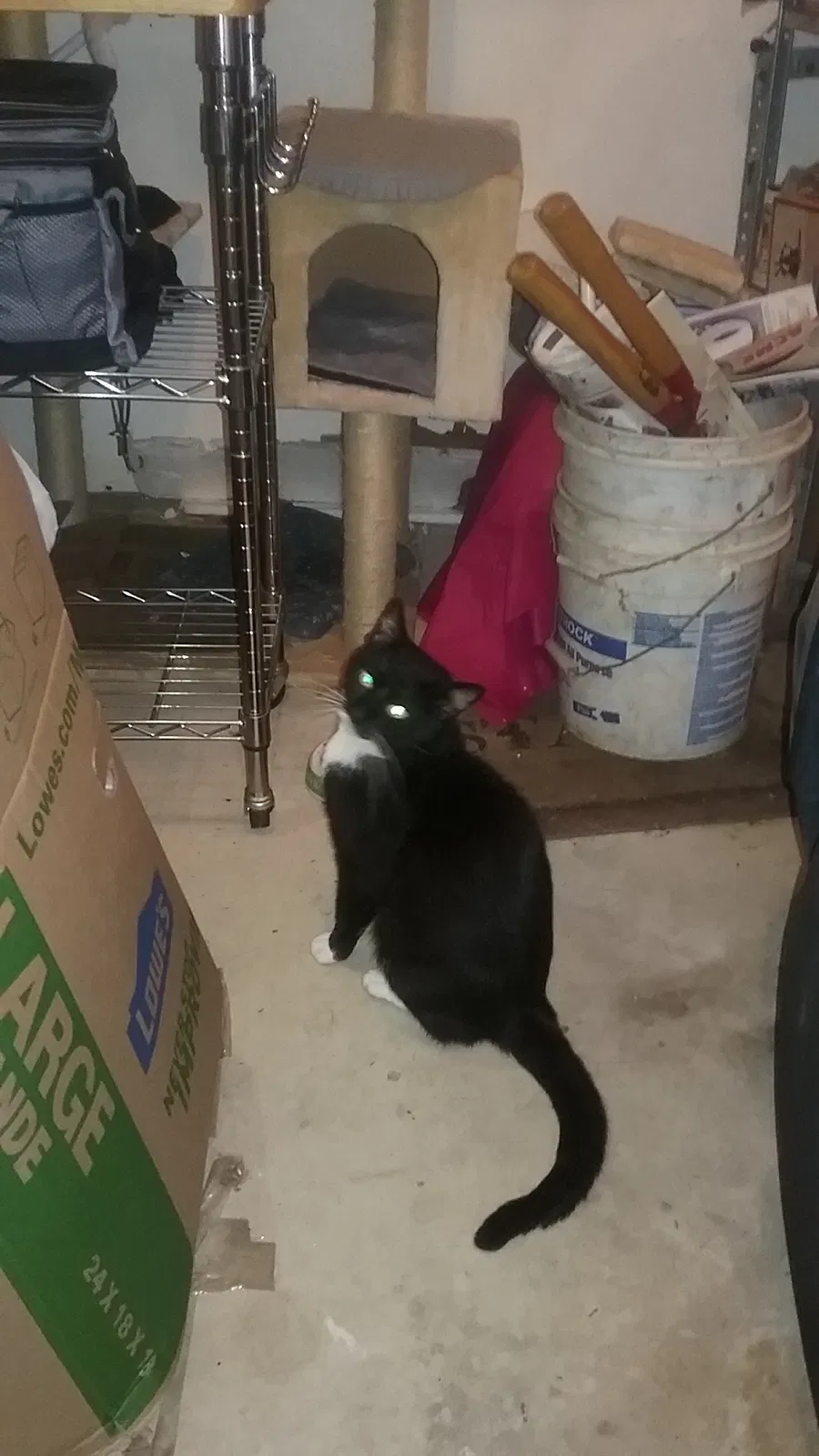 Found cat in Bear, DE, 19701
