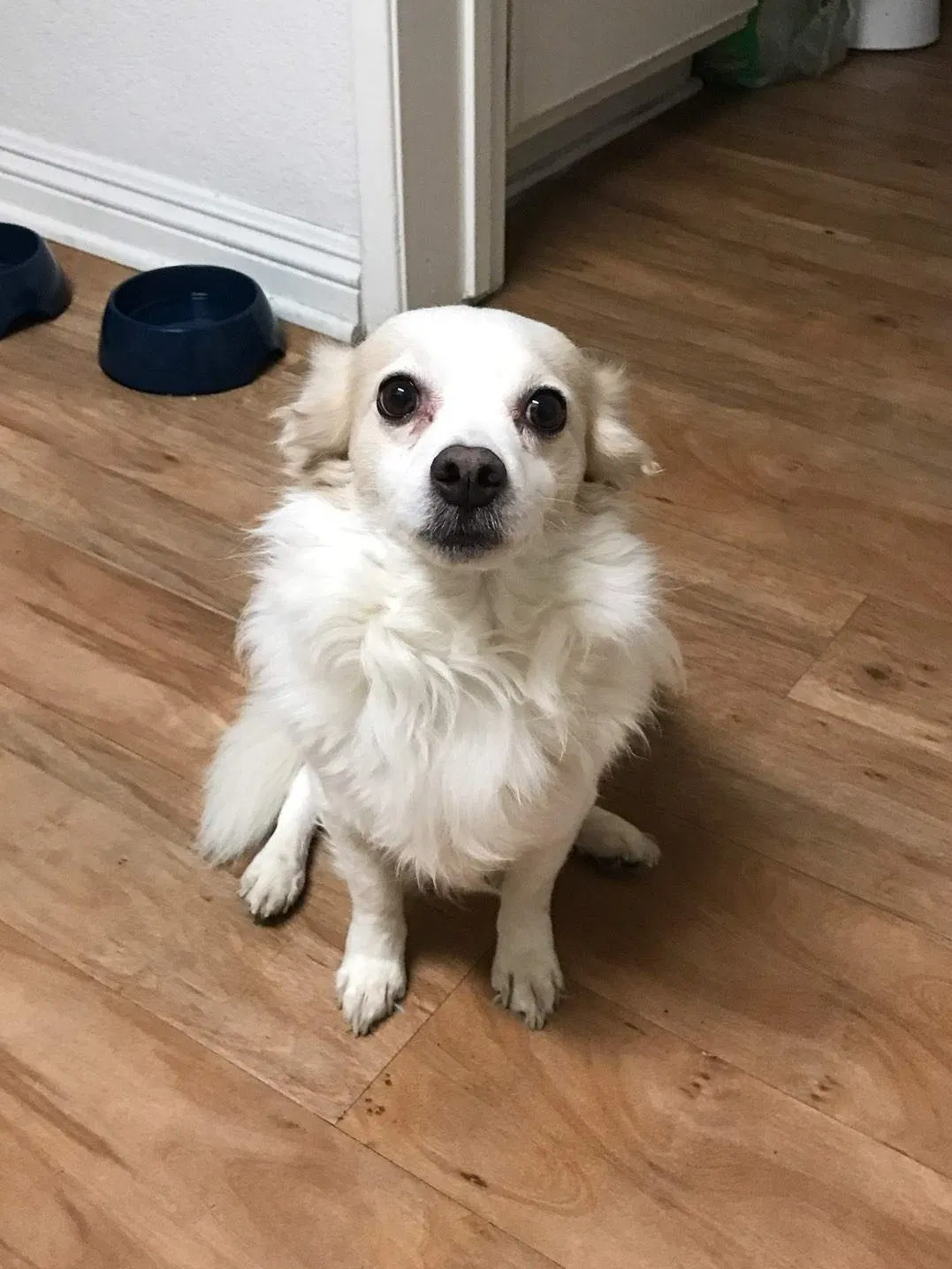 Lost dog in Los Angeles, CA, 90002