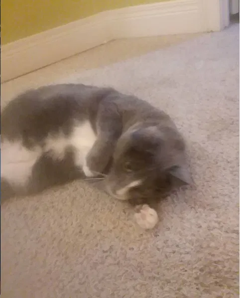 Lost cat in Vine Grove, KY, 40175