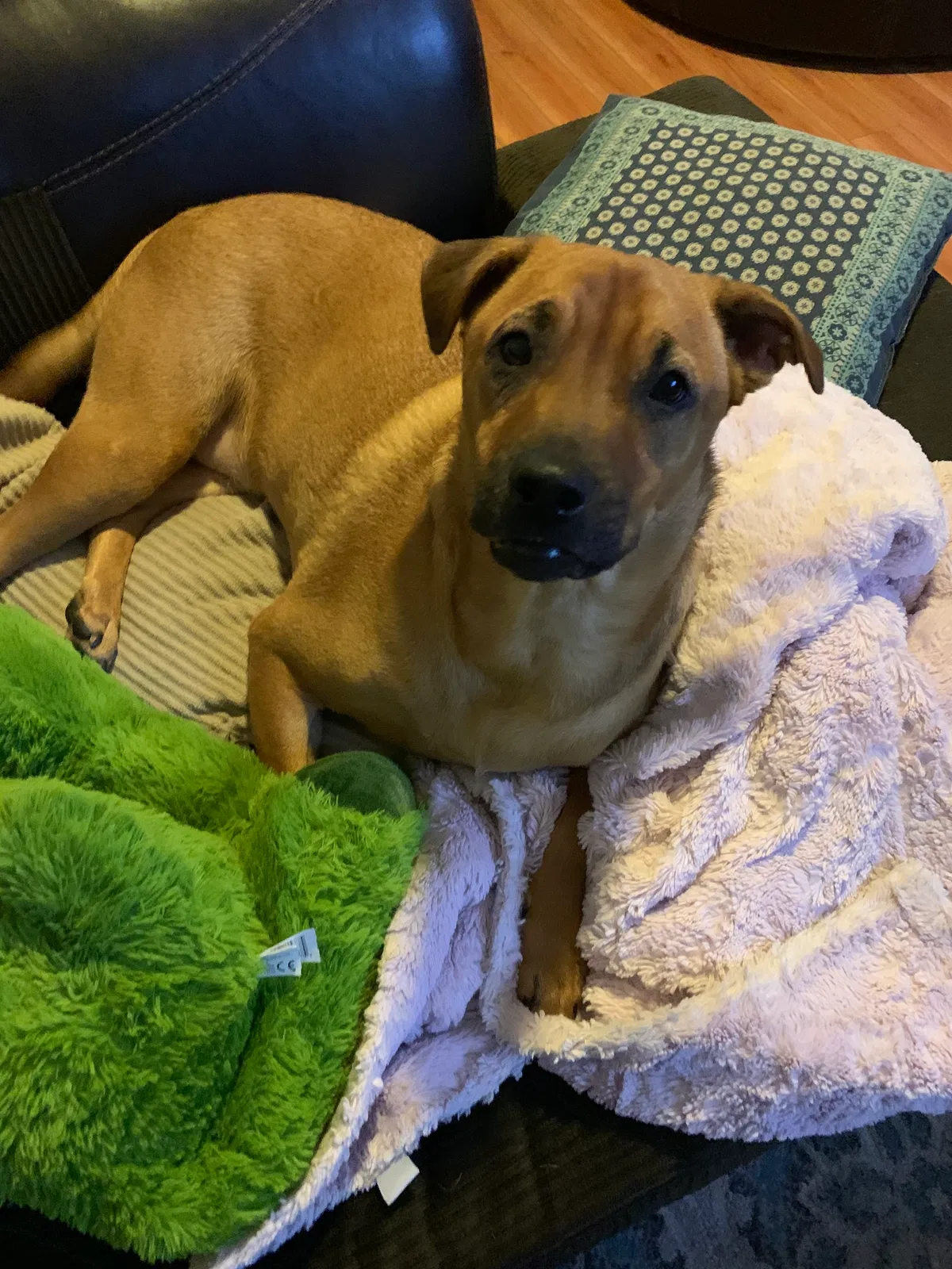 Lost dog in Lancaster, SC, 29720