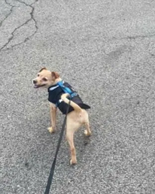 Lost dog in Turtle Creek, PA, 15145