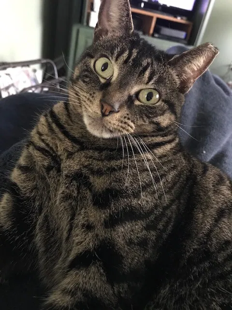Lost cat in Mount Joy, PA, 17552