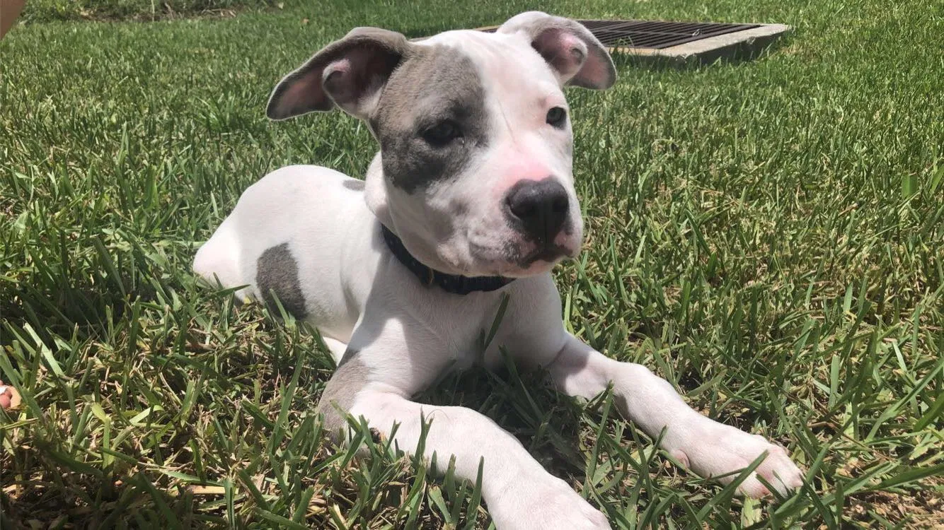 Lost dog in Cape Coral, FL, 33990