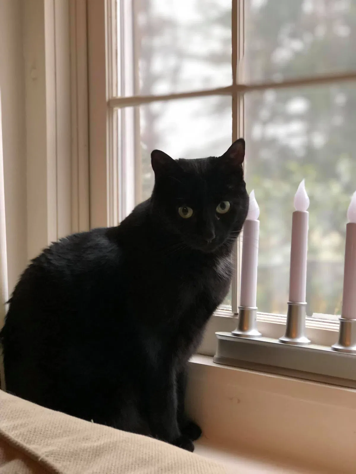 Lost cat in White Hall, MD, 21161