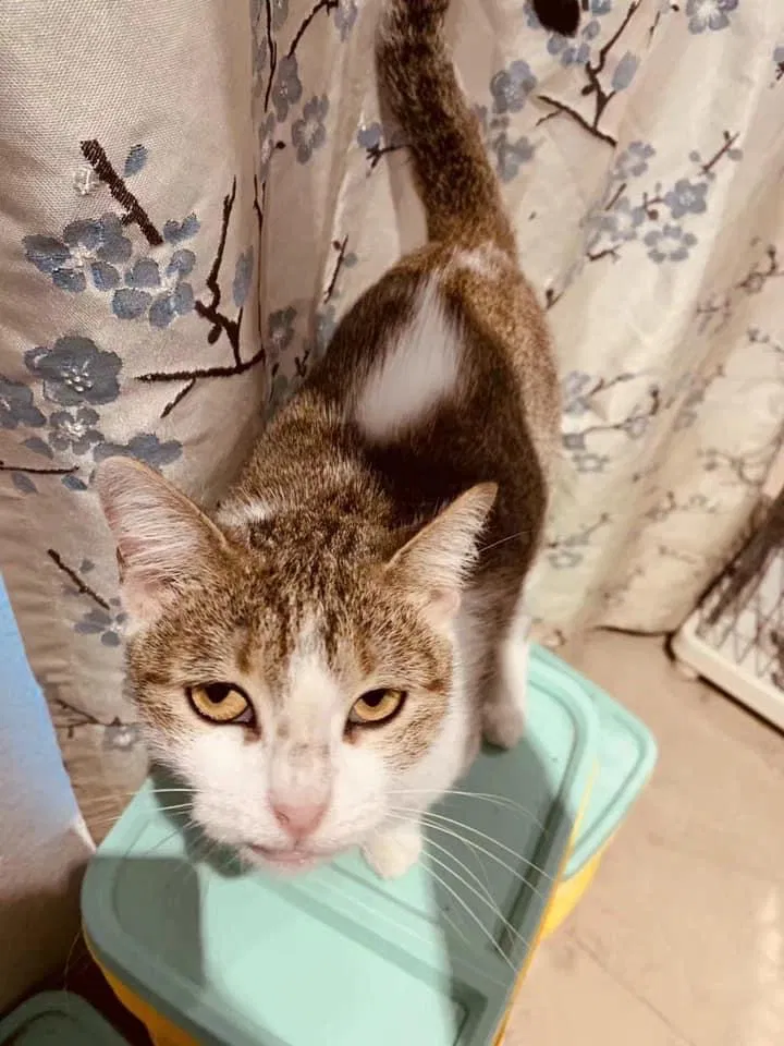 Lost cat in Brownsville, TX, 78526