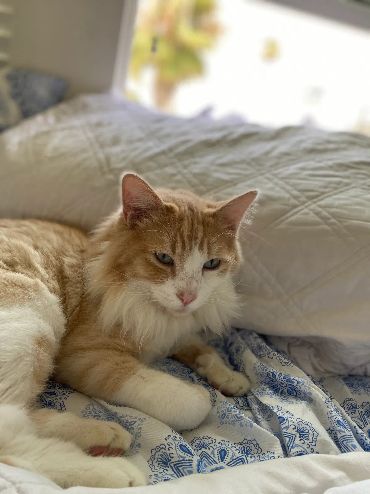 Lost cat in Port Hueneme, CA, 93041