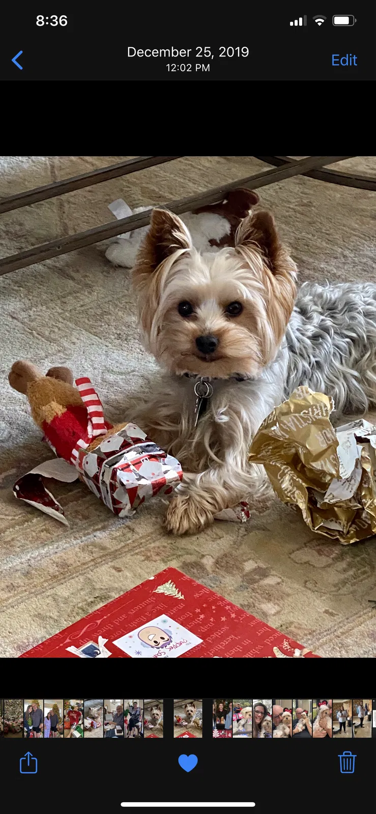 Lost dog in Ocoee, FL, 34761