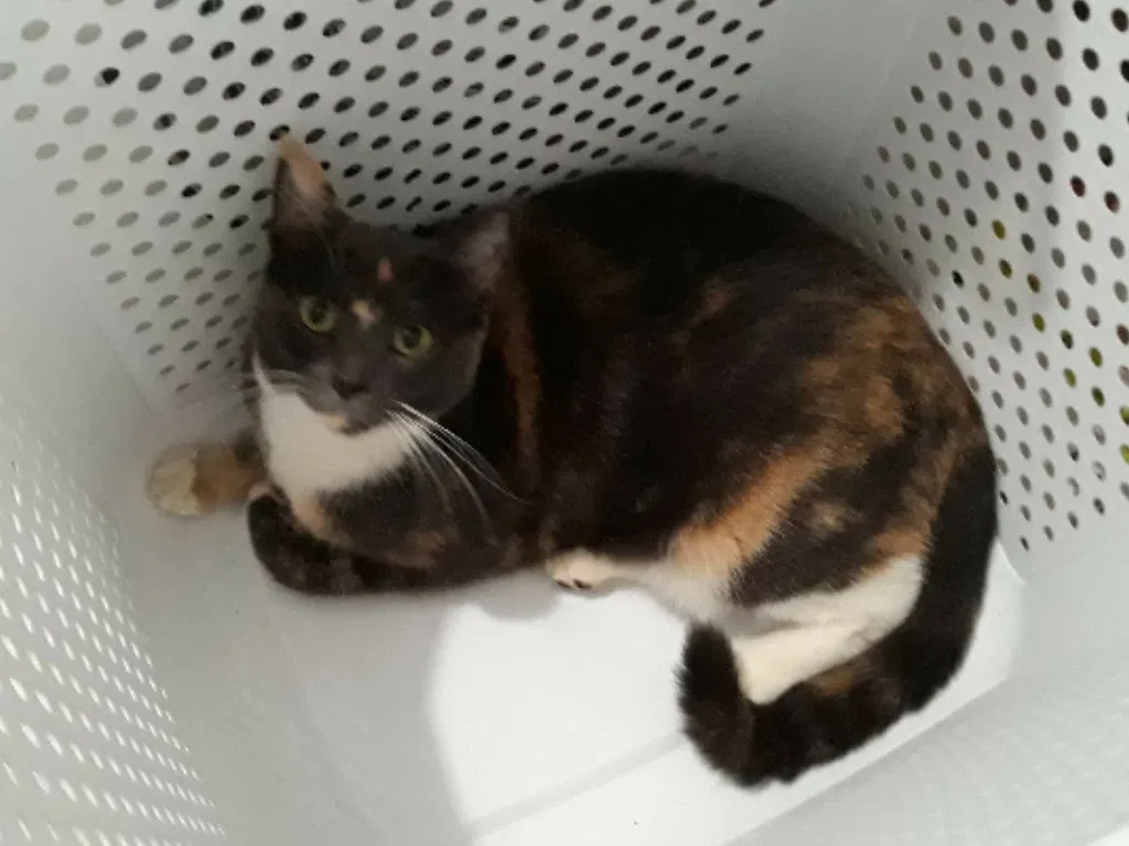 Lost cat in Spirit Lake, ID, 83869