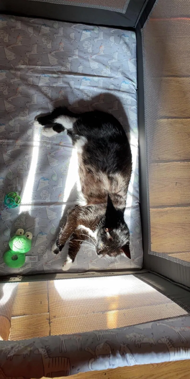 Lost cat in Bedford, VA, 24523