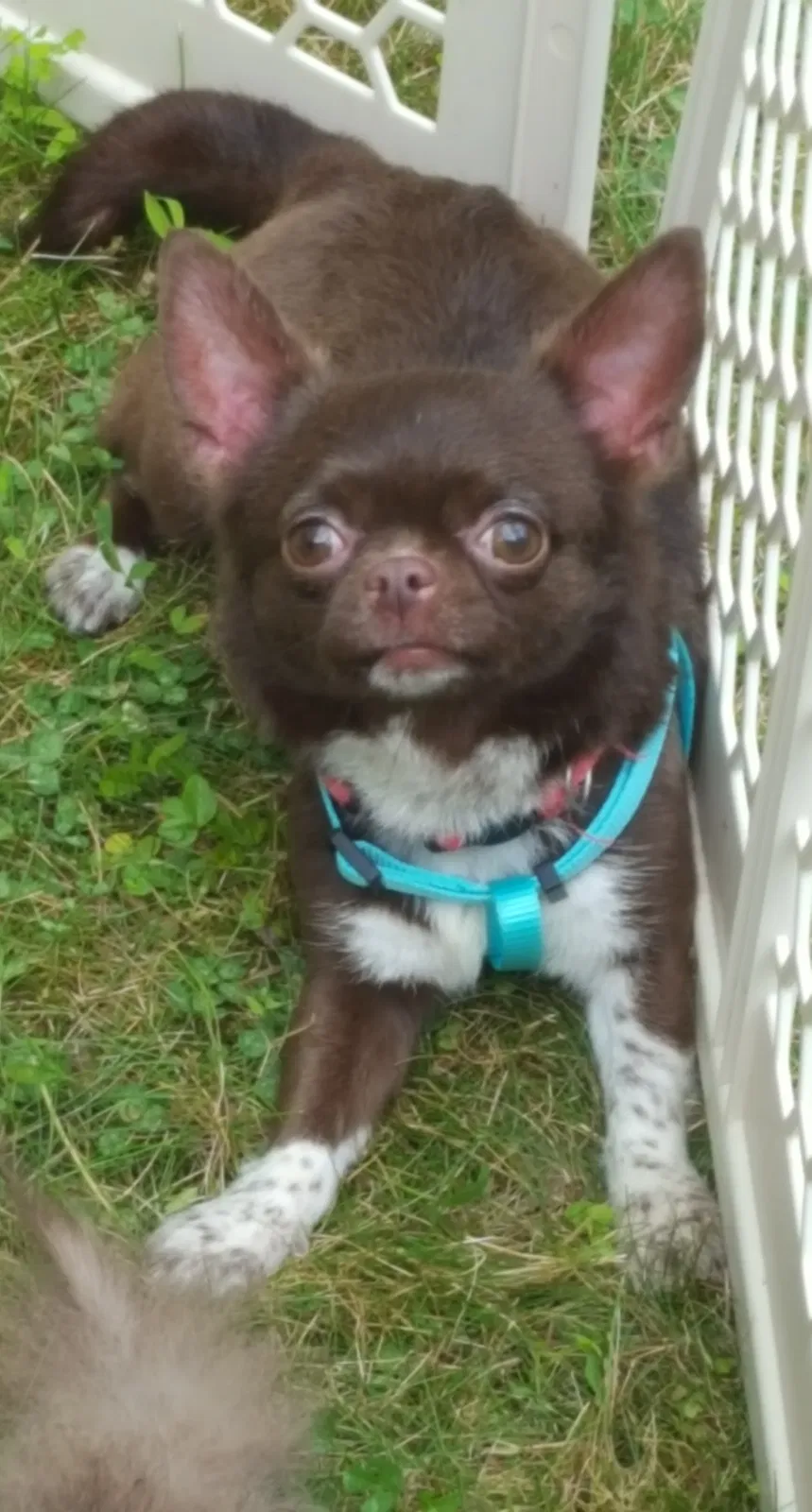 Lost dog in Snow Shoe, PA, 16874
