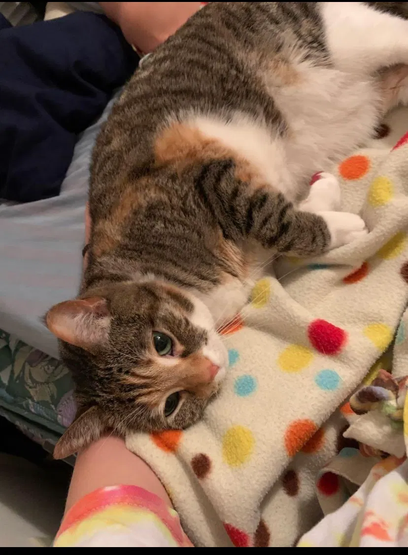 Lost cat in Virginia Beach, VA, 23455