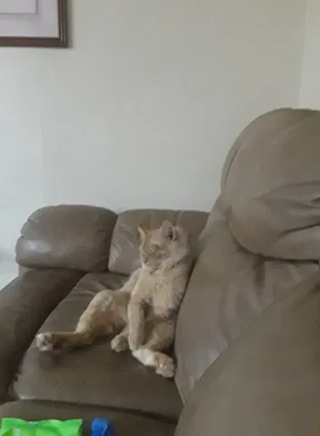 Lost cat in Lehigh Acres, FL, 33973