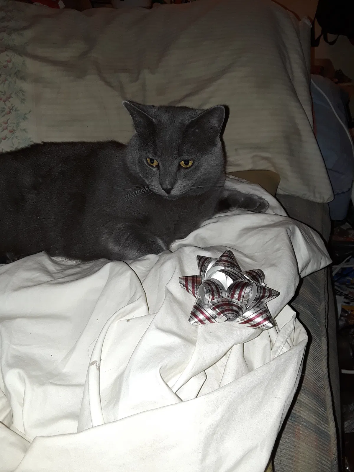 Lost cat in Orange, CA, 92869
