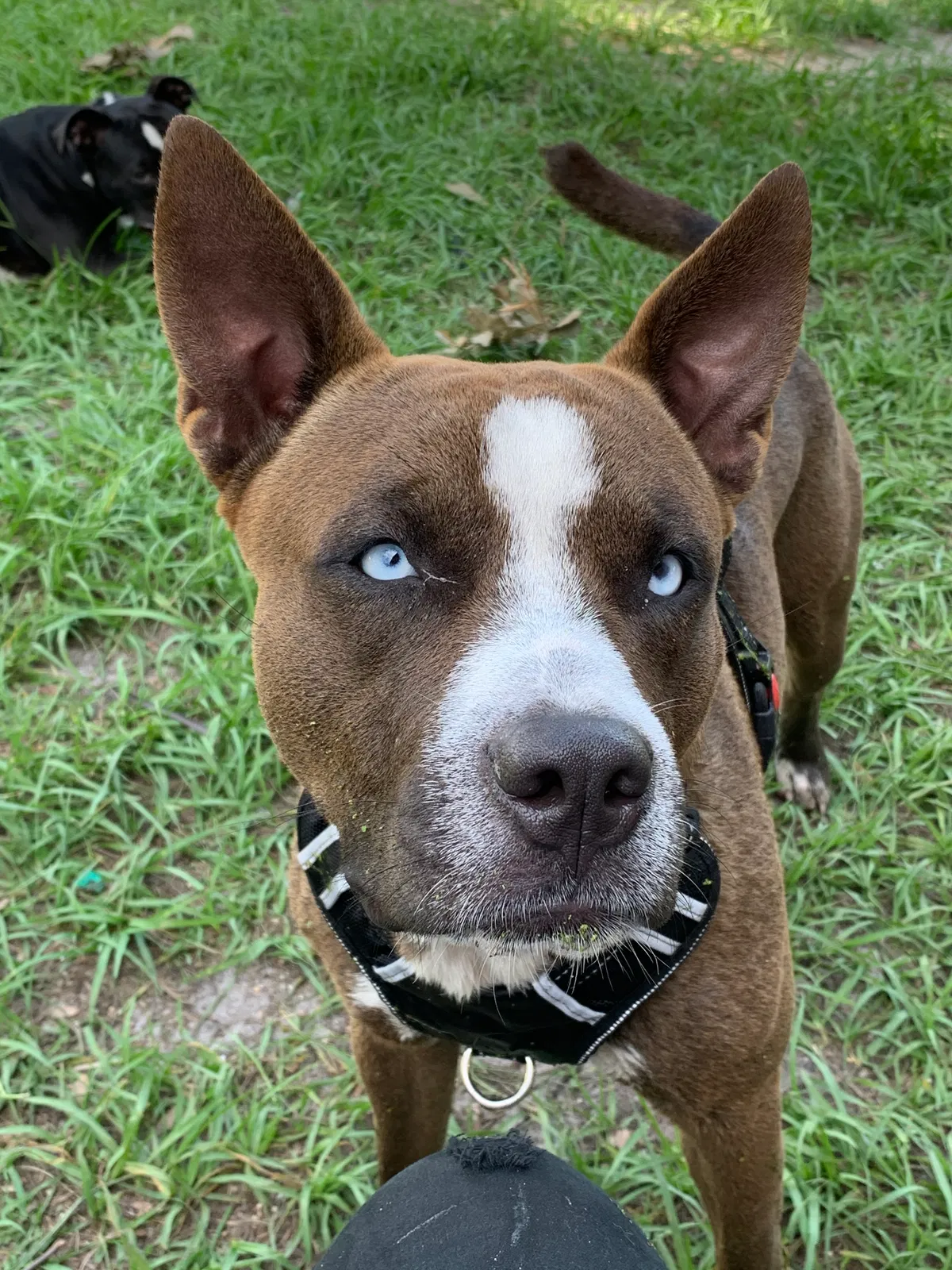 Lost dog in Plant City, FL, 33565