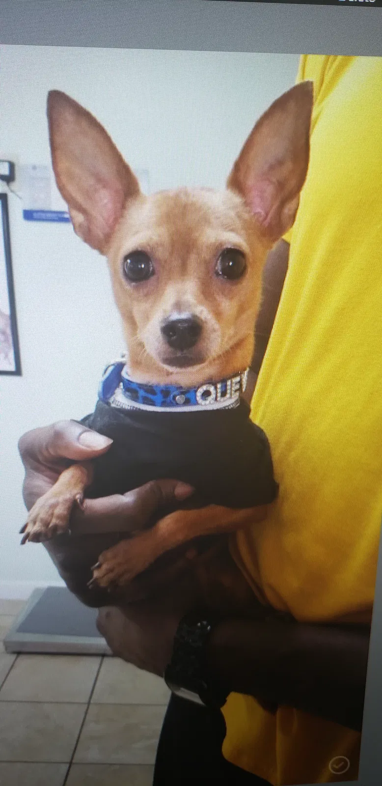 Lost dog in Orlando, FL, 32811